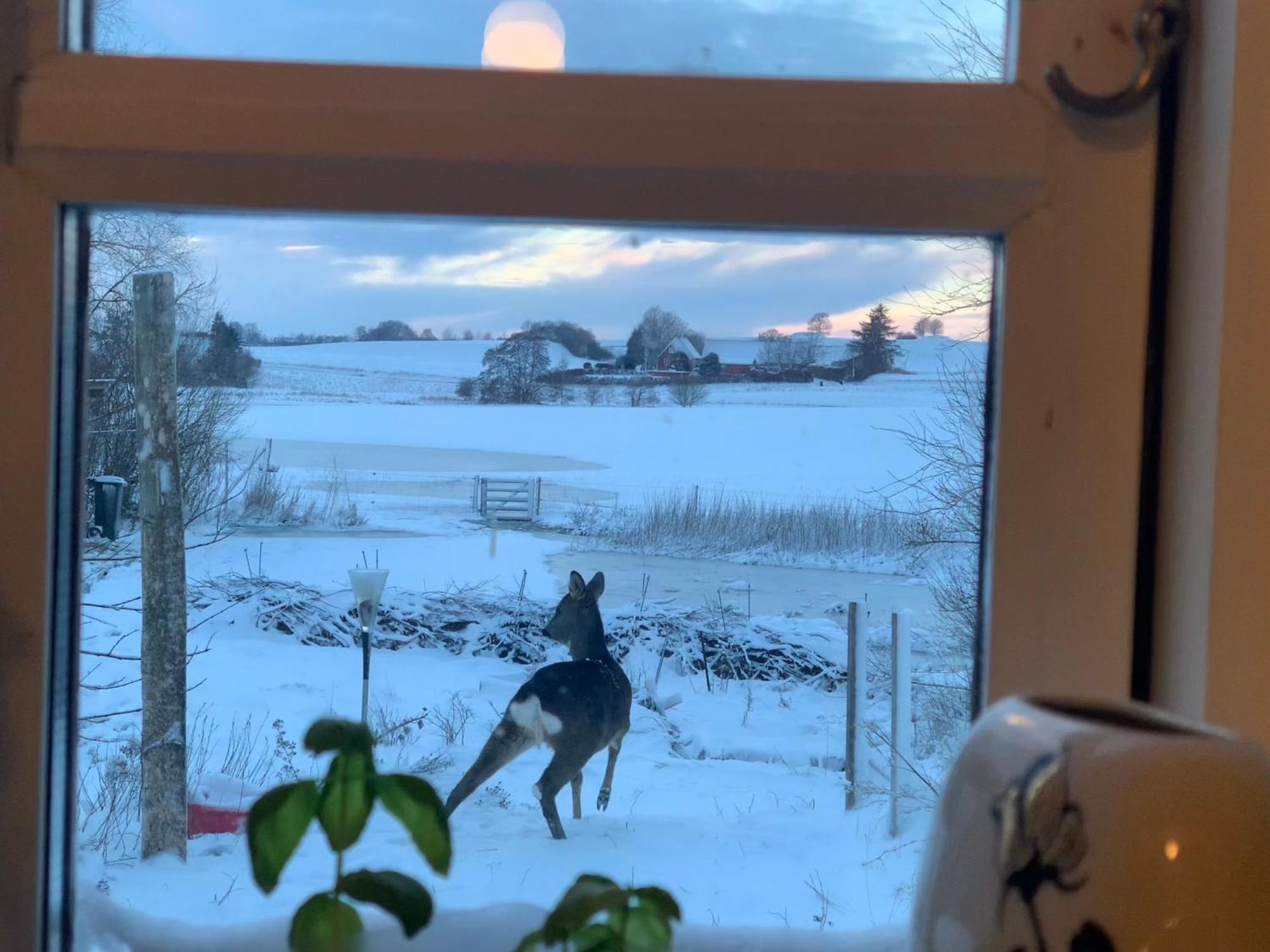 Vinkelgaard Leilighet Ringsted Eksteriør bilde